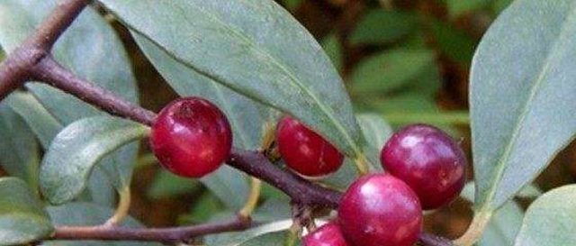 营养膳食|乡下一种野果，可强壮补血，曾经不被重视，现在成了稀罕物