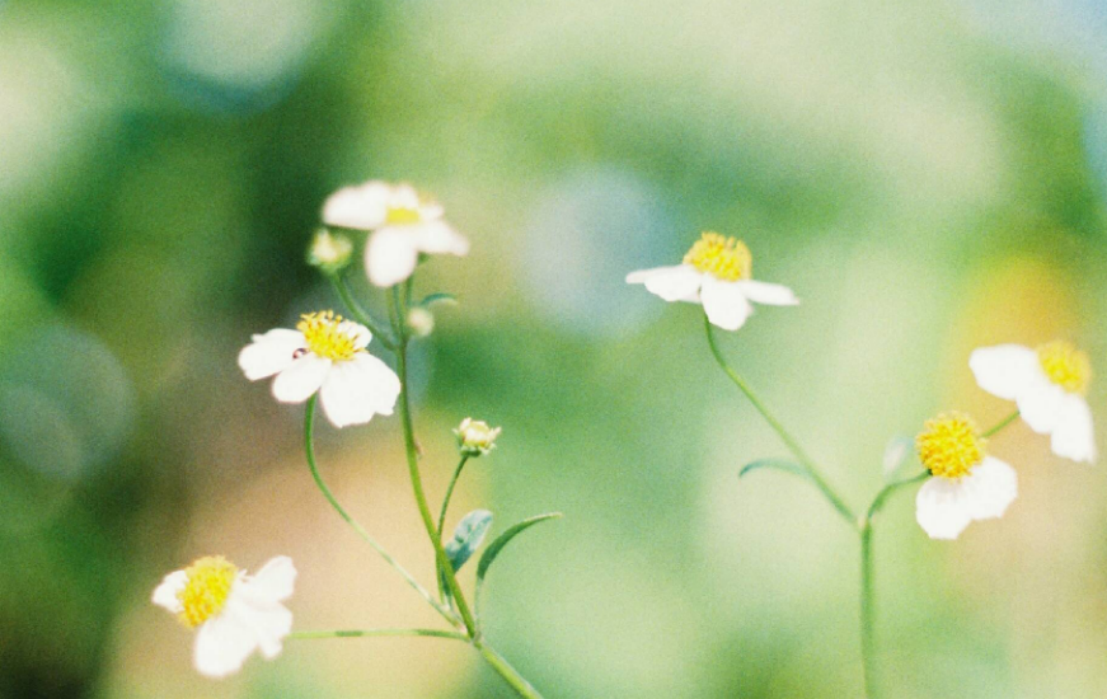 金牛座|最好命的星座女,家庭和睦,婚姻美满