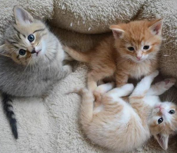 威微说|我们家猫咪快要生了,跟前跟后的一直望着我叫,给猫粮也不吃了,什么原因?