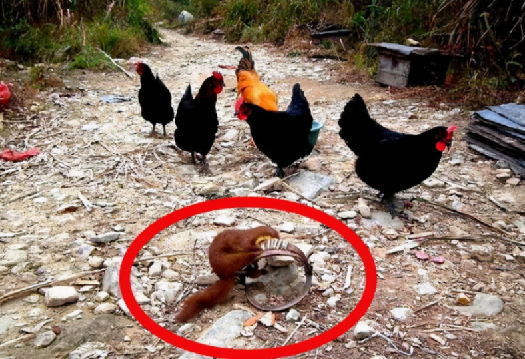 黄鼠狼 古人称“黄鼠狼不能杀”，并非迷信，专家：有科学依据