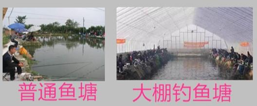 饵料|如何建钓鱼塘？