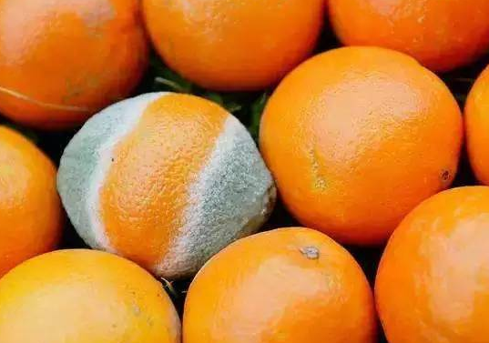 水果|“烂肝王”竟是两种“常见水果”，肝科主任：提醒父母，白给也别要