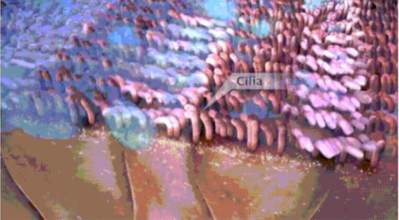 慧闻绿知堂|在中医上，鼻炎与肺有什么关系呢？