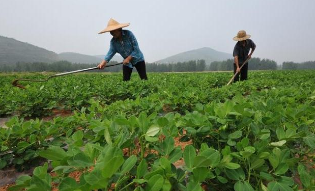 医线天 夫妻二人双双确诊痛风，医生怒斥：煮粥爱放“1物”，铁打的肾也扛不住