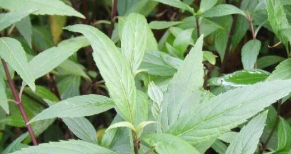 野菜 路边不起眼的野菜,营养价值很高,常吃能减肥瘦身、健脑益智