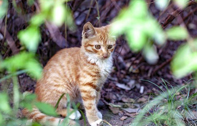 人死后为何不能让猫靠近尸体?并非迷信,有一定科学依据