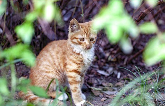 人死后为何不能让猫靠近尸体？并非迷信，有一定科学依据