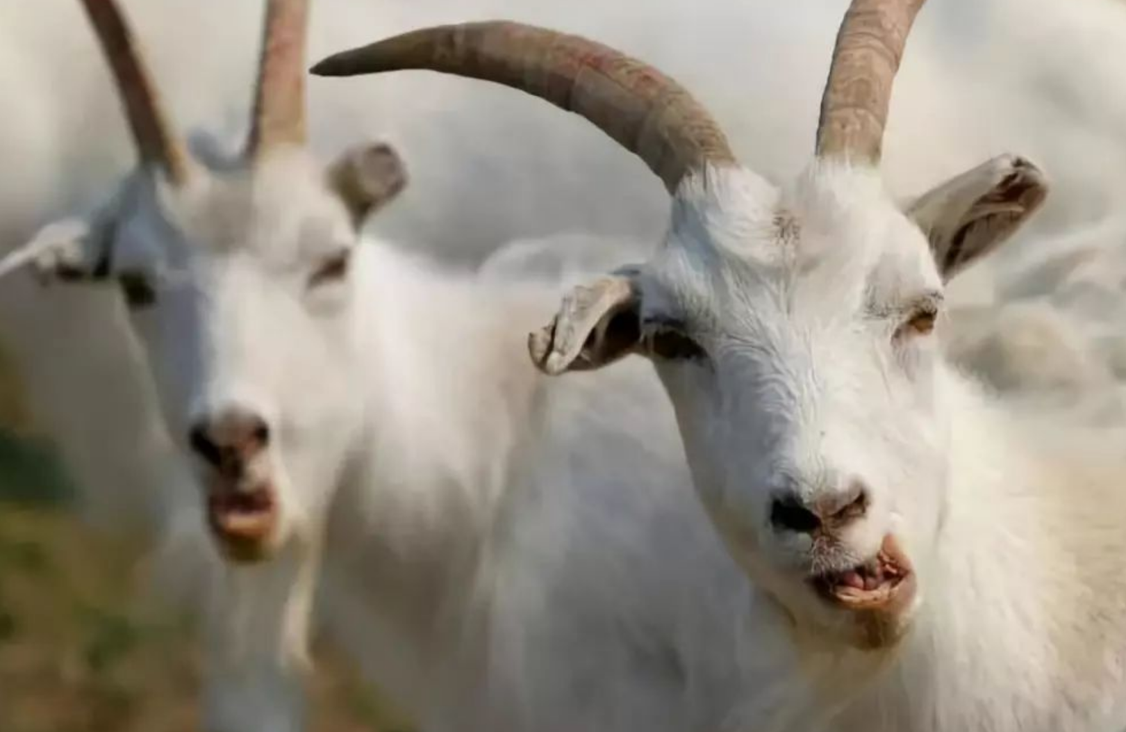 招聘|属羊人吃苦耐劳，在牛年下半年事业节节高升，职场一帆风顺