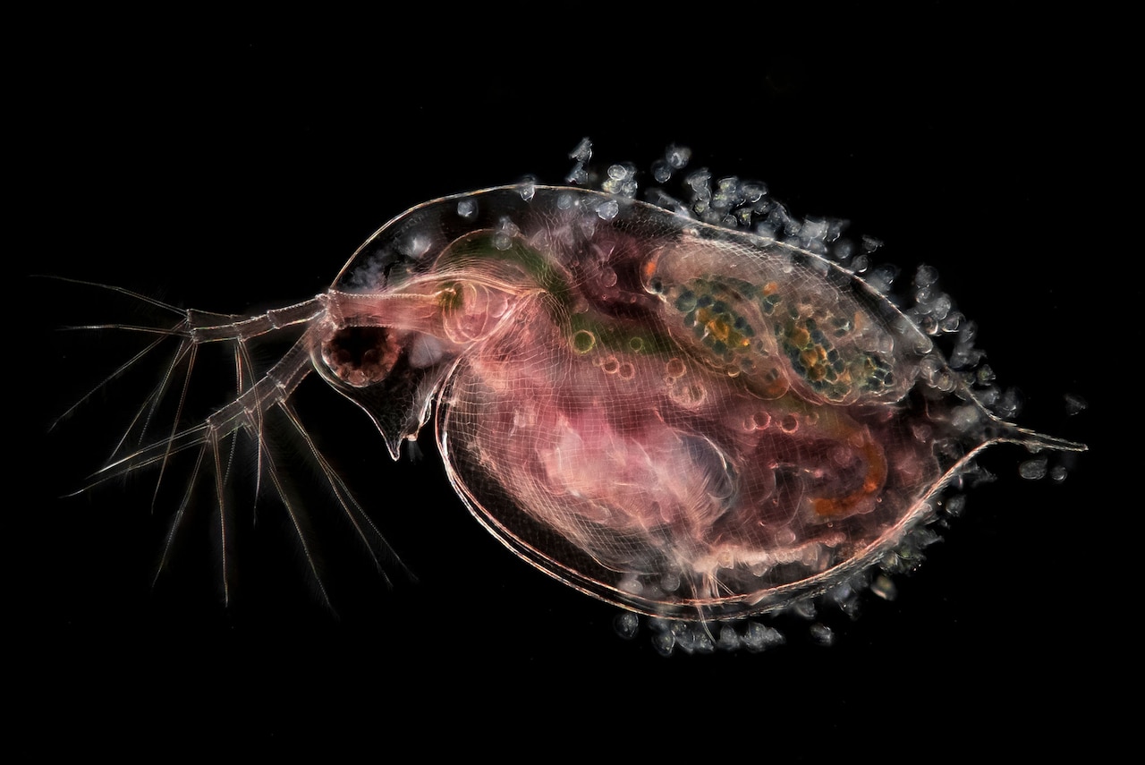 微观世界|以惊人的细节看到浮游生物的微观世界·在黑暗中，成千上万的小生物茁壮成长