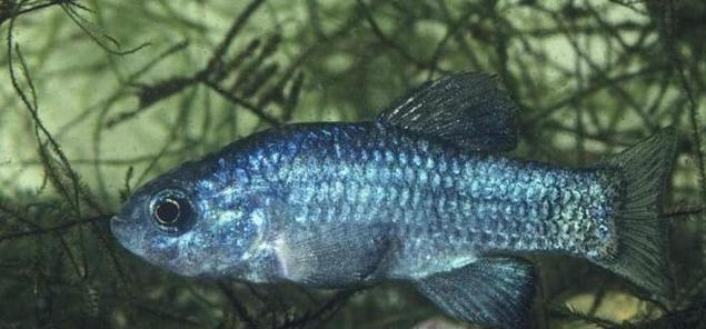 |沙漠鱼与世隔绝近5万年仅剩38条，为何不将它们转移出沙漠？