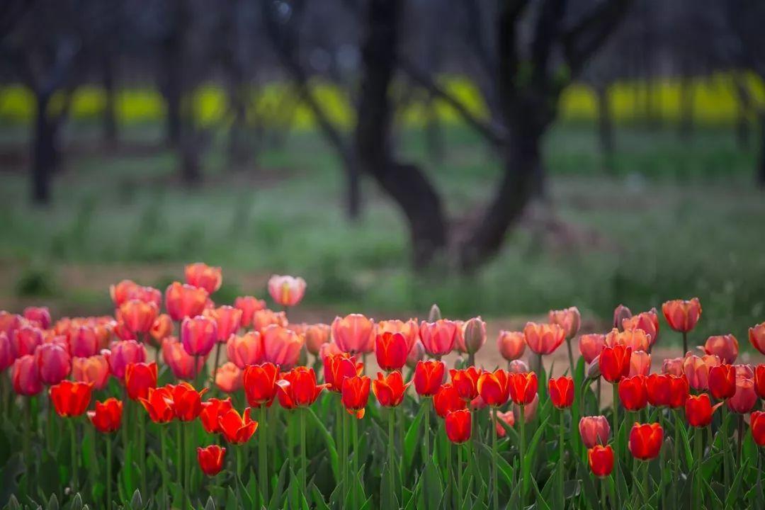 朗熹观察 武汉有名的不只是樱花，百万郁金香怒放武汉全城