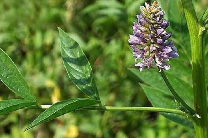 华佗|古代“蒙汗药”的成分很简单,小孩也知道,解药更是随处可见