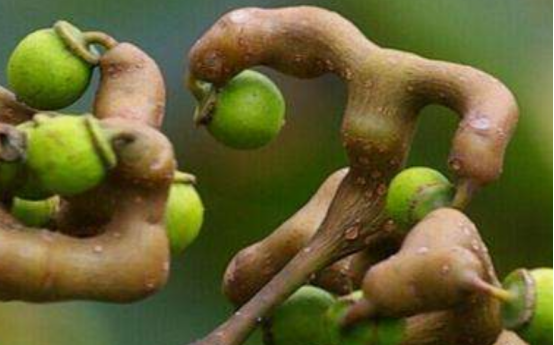 天天听健康 吃一口相当于喝6瓶酒，很多人都“中枪”，肝科主任：常吃等于“自残”