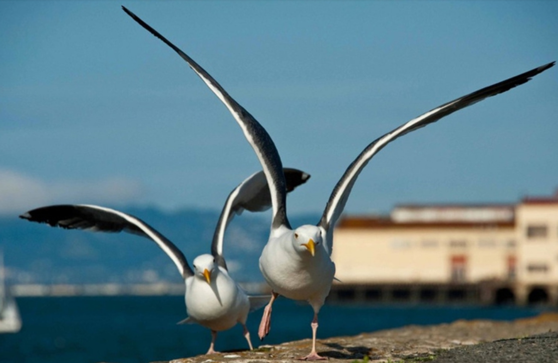 微生物 无独有偶,动物界的世界里同性恋们真稀奇