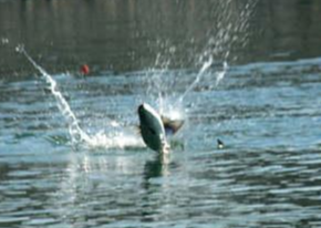 饵料|钓鱼高手, 手把手教你筏钓的技巧，祝你钓上大鱼！——盛世三渔