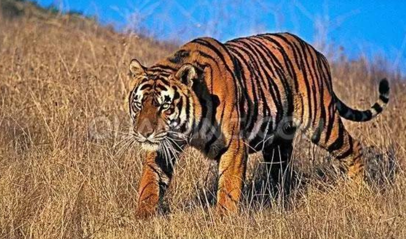 |未来两周属虎人虎虎生威，遇贵人指点迷津，在职场中顺风顺水