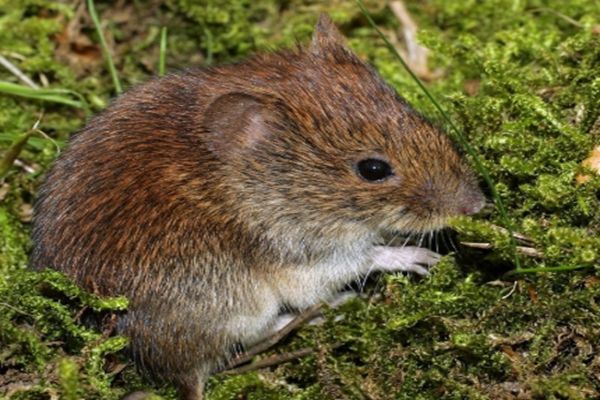 文文趣说|进入7月下旬，属鼠人迎来运势高涨，财运亨通