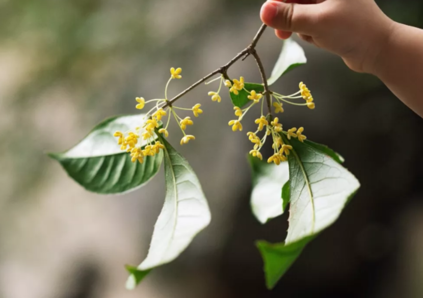 诚然命理 财运不错的八字