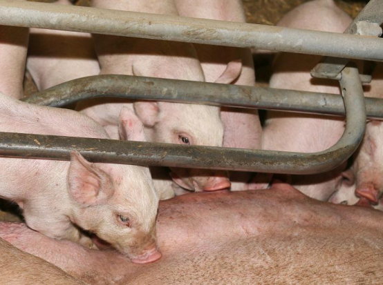 小然说奇闻|天太热的时候，猪不吃东西怎么办？这些解决措施要注意