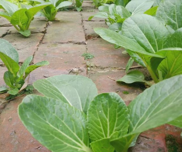 |“穷装”还能这么好看？她家院子光秃秃的，只需这几步就“琳琅满目”了