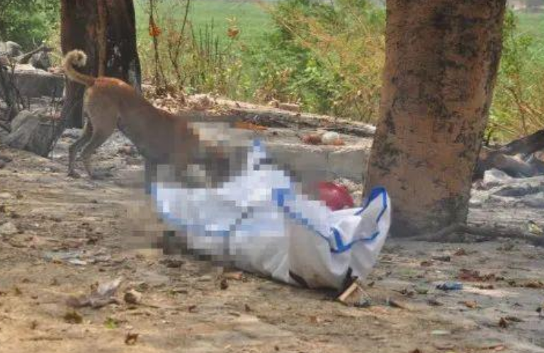 印度一法官確診新冠後死亡，遺體在等待火化時被野狗啃食-圖4