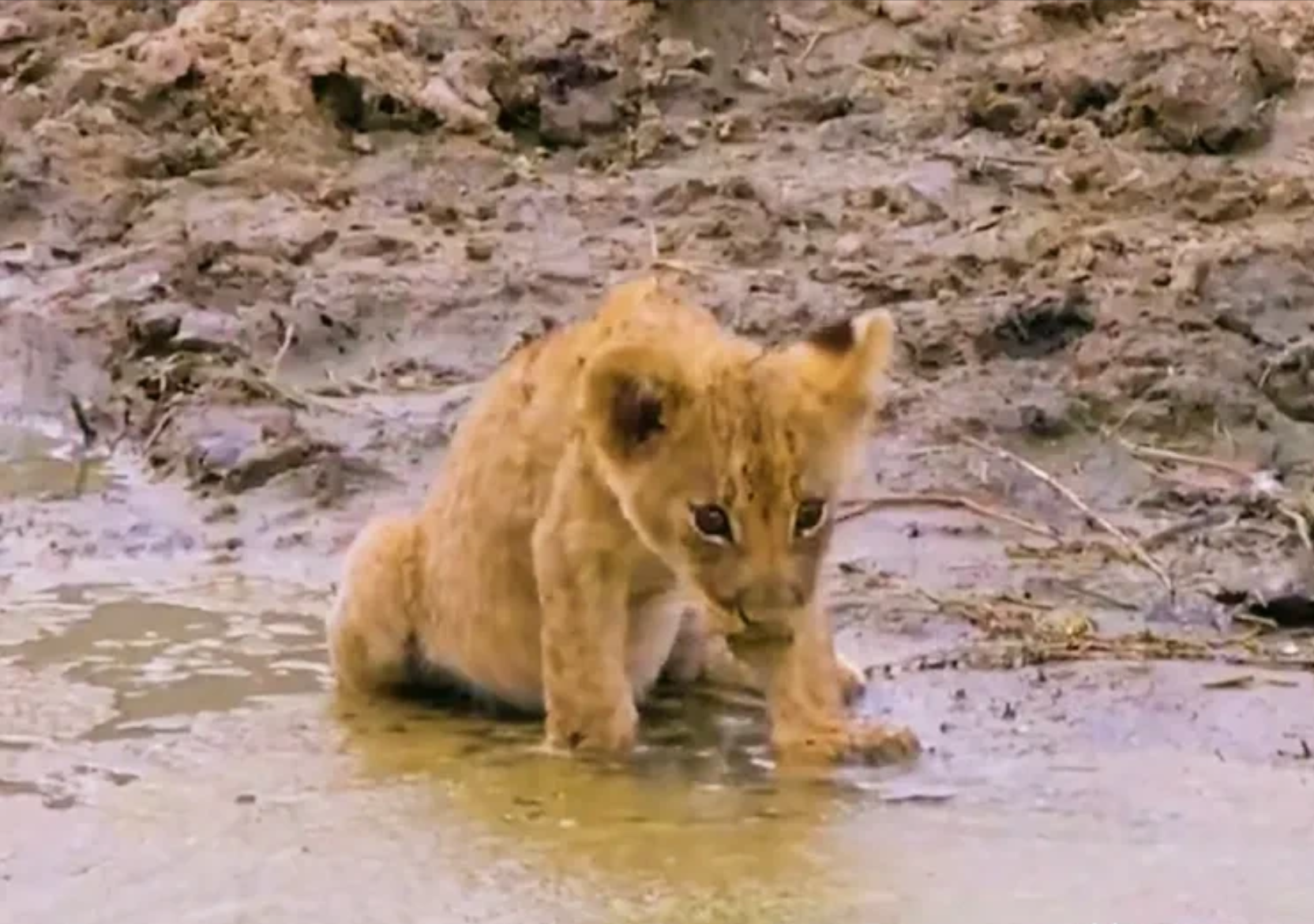  小狮子被雌狮抛弃，雌狮向前走去，小狮子拖着受伤的身体不停地追赶