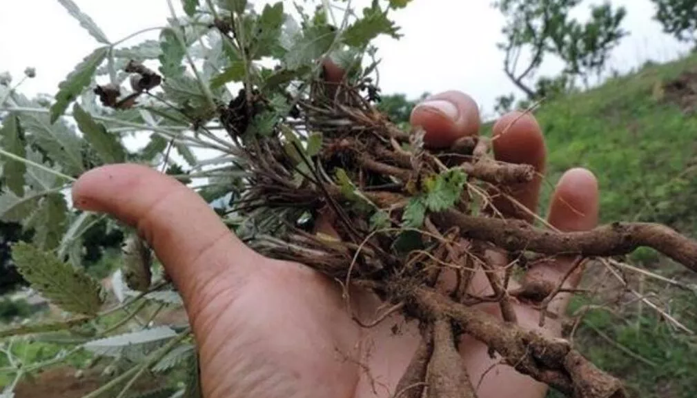 医院 乡下长得像鸡腿的植物，农民叫它翻白草，大多用来喂猪，价值珍贵