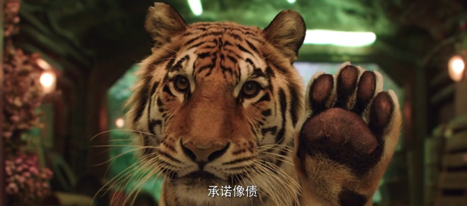 老虎|《阳光劫匪》日票房才60万，马丽第6次找沈腾又带来这部生猛新片