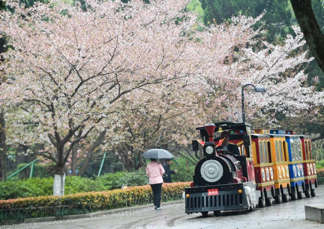 朗熹观察 武汉有名的不只是樱花，百万郁金香怒放武汉全城