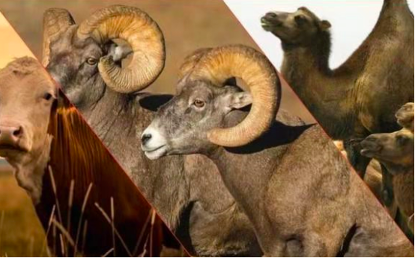 脱发|常吃这4种药的人，请及时去检查骨密度，当心骨质疏松来“雪上加霜”！