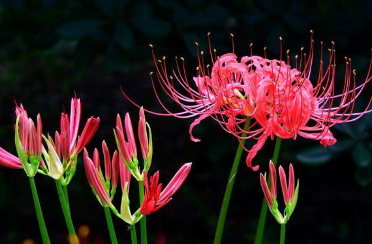 华佗|古代“蒙汗药”的成分很简单,小孩也知道,解药更是随处可见