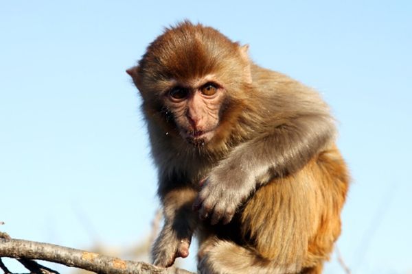 文文趣说|在七月,生肖猴的贵人即将出现,运势随之高涨