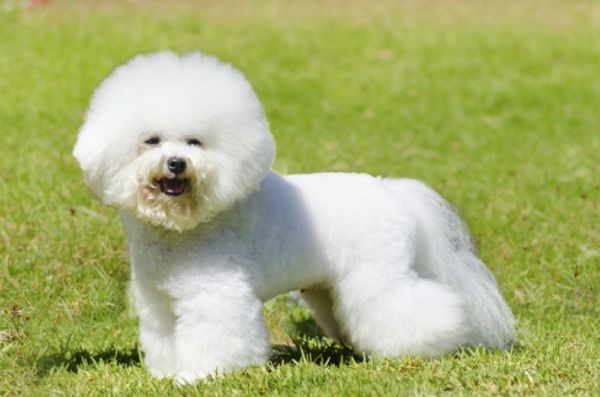 文文趣说|生肖狗：8月运势好转，注意身体方面