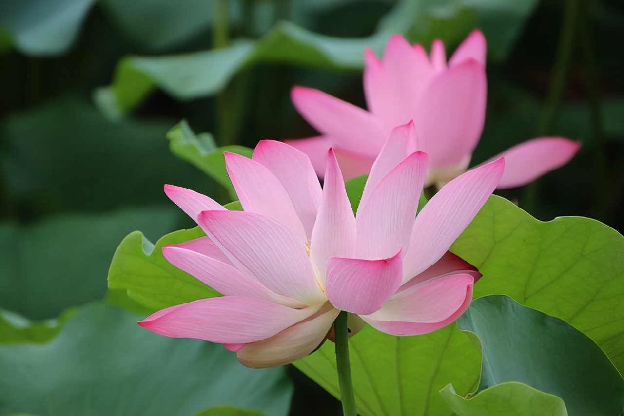 大肠腿在这里|人生，天真烂漫，活在当下，上天自有放置