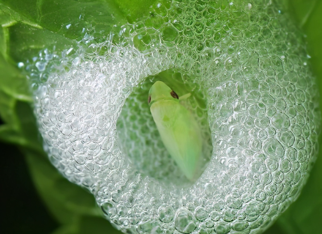 科学家 路边植物上的泡沫是什么？我一直以为是毒蛇的唾液