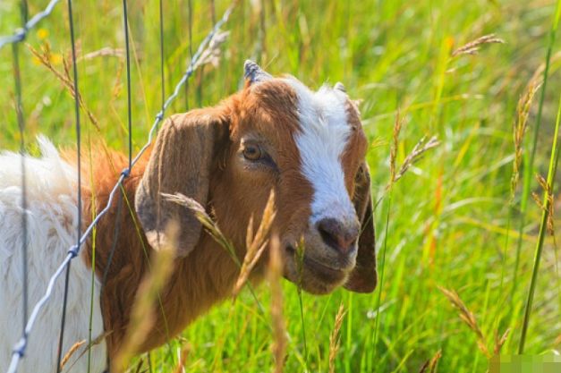 文文趣说|生肖属羊人在七月下旬，运势逐渐高涨，财运连绵不断
