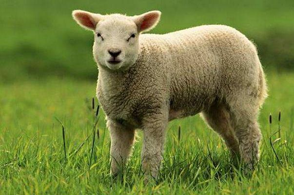 惊艳我年少时光|生肖羊：财运会一发不可收，后半辈子富贵荣华，富甲一方