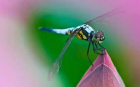 情感事业健康|分析庚辰魁罡日元的八字