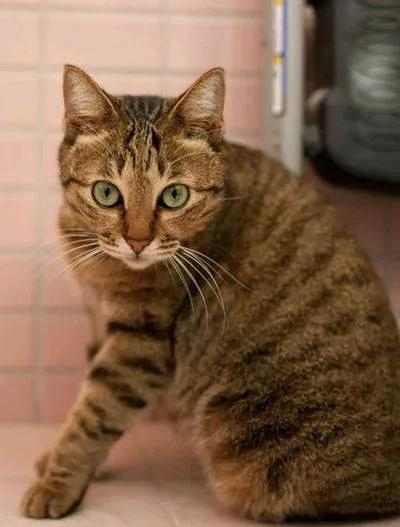 威微说|母猫生小猫了,母猫把小猫吃了是因为什么?