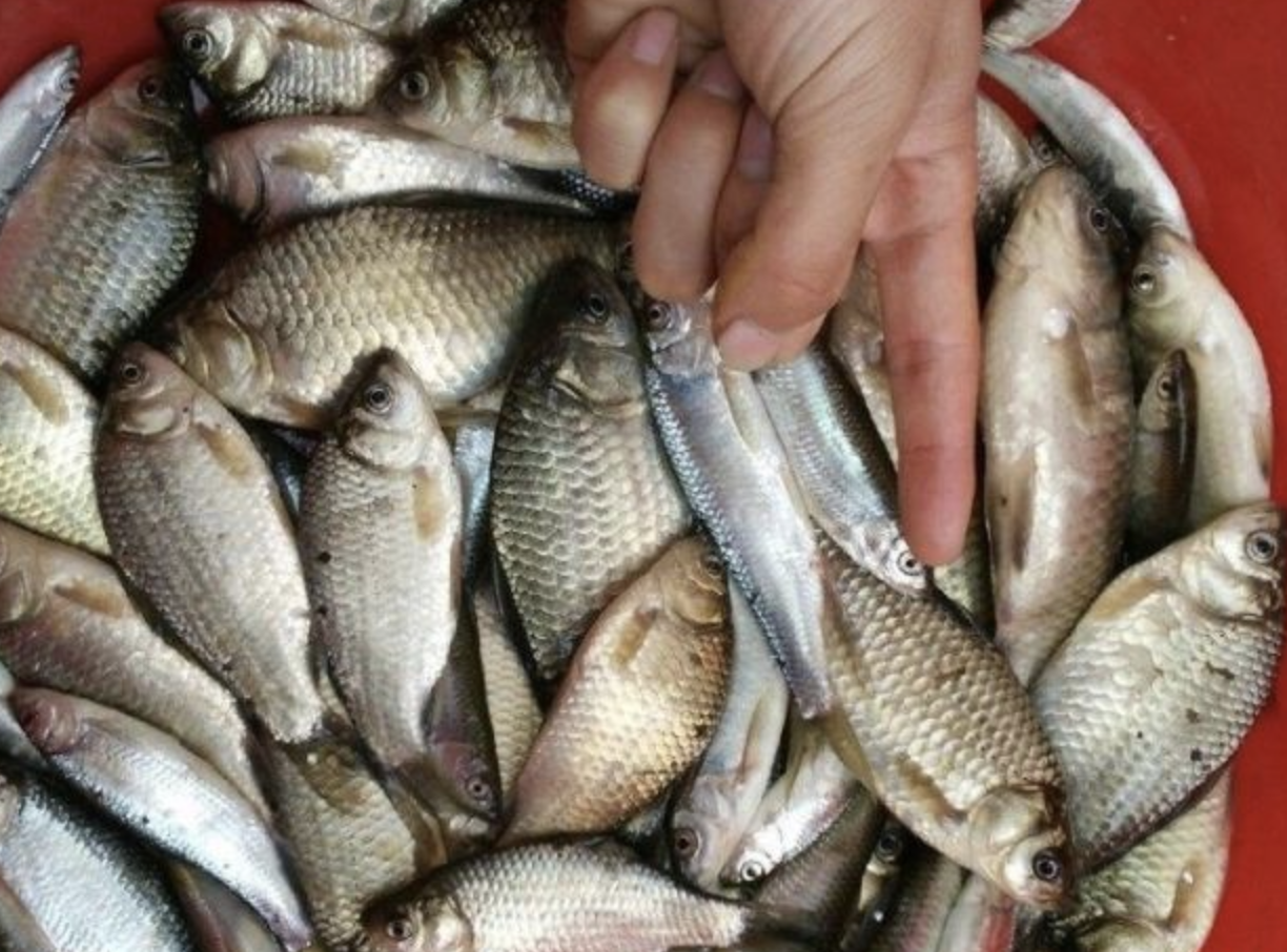饵料|最后提醒大家：钓鱼打窝已成过去式，用这“新鲜货”，天天上鱼到手软