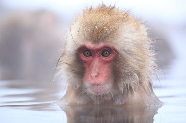 燃爱|属相猴人：只有以下2个人，才是能帮助你发财的贵人！