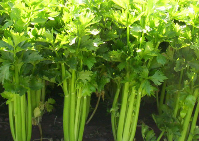 医生|每吃一口都是在骨头上“钻眼”，医生：远离“1绿1白”，不少人还当成宝！