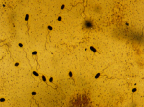 微生物 微生物知识点精选自整的，含852微生物的重点，干货满满！