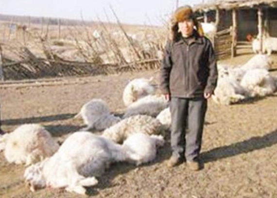 晓君侃史 老农因羊被熊猫攻击一怒杀死国宝，70斤肉卖了4800元，他结局如何