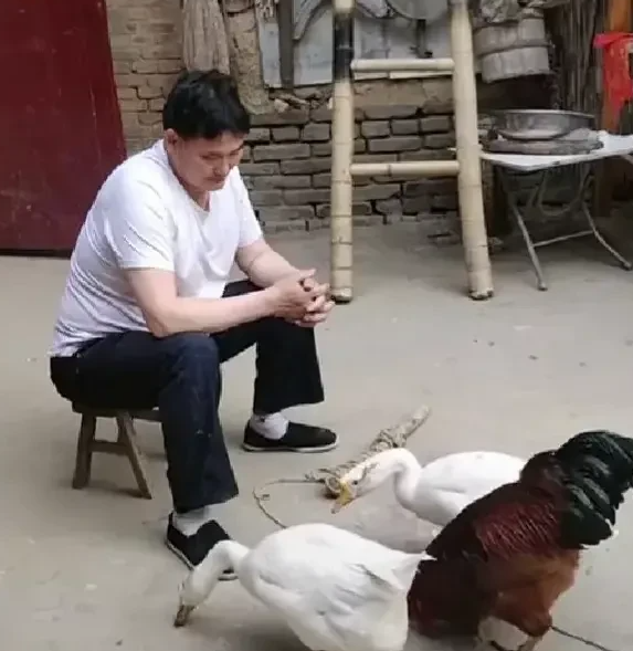 朱之文|大衣哥太高调，院子里面养孔雀