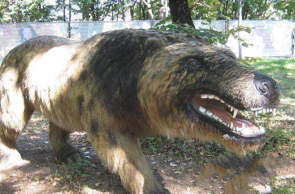 “驴头狼”灭绝50万年,在神农架现身,带来了什么警示?