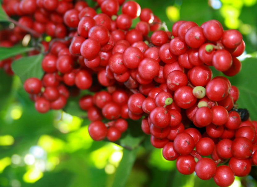 肝脏|肝脏内科医生:补充一种“素”,肝小叶清晰无污染