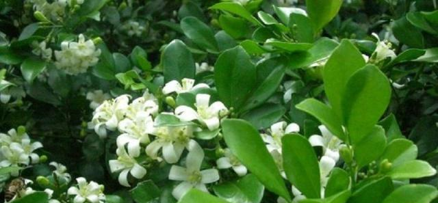 农村一野植，花朵带有香味，还能用来提取化妆品所用精油，价值高