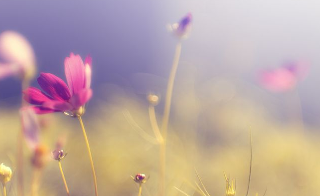 三拾壹加壹|那些不被父母偏爱的孩子，往往过得更好