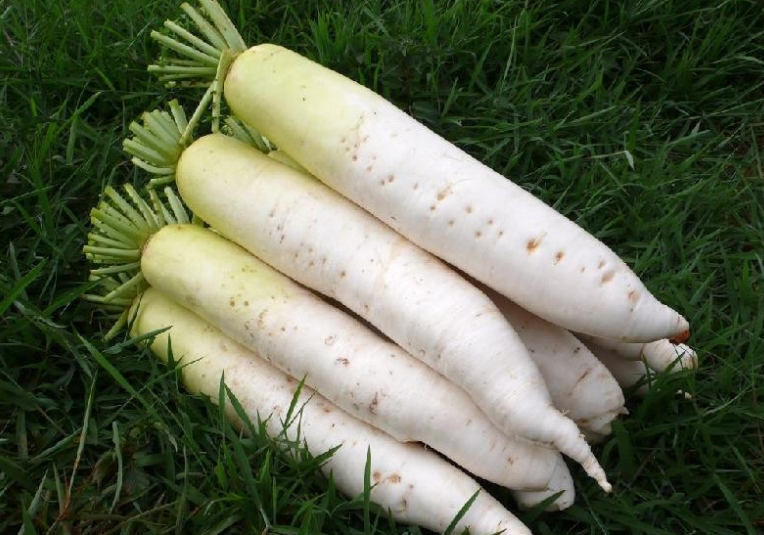 教练|萝卜是甲状腺癌的发物?医生:“2圆1扁”伤甲不浅,提醒家人趁早撤下餐桌